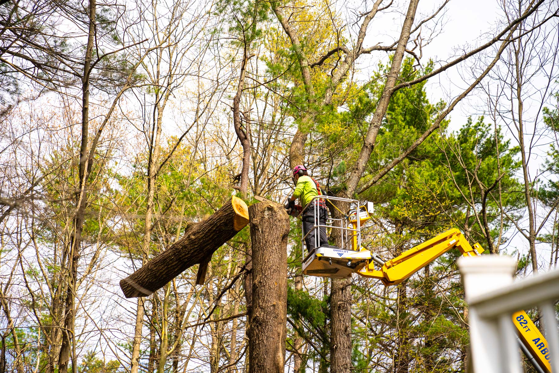 Tree Removal Costs Explained for Homeowners