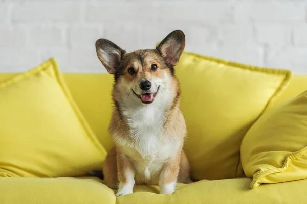 Simplifying Travel with Your Furry Friend